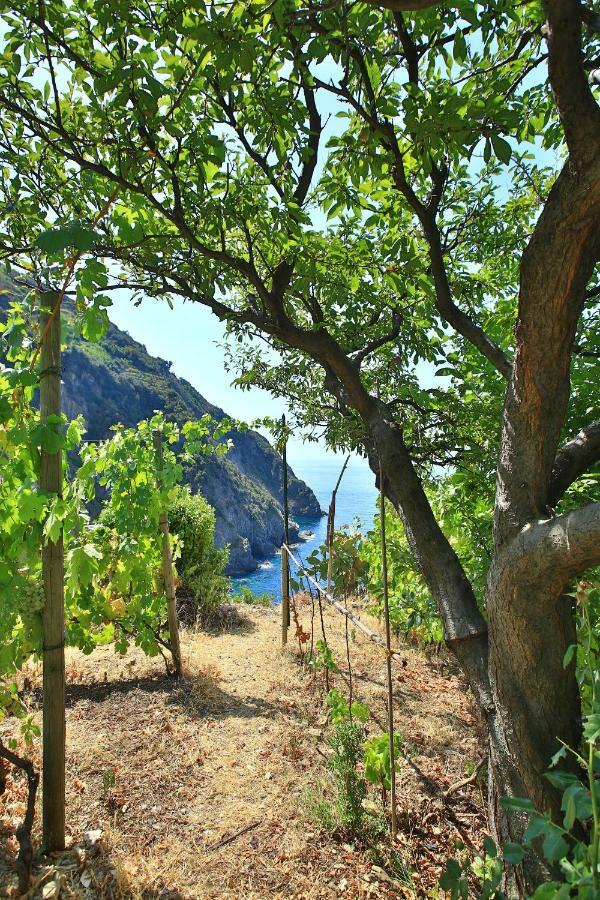 5 Terre For Riomaggiore